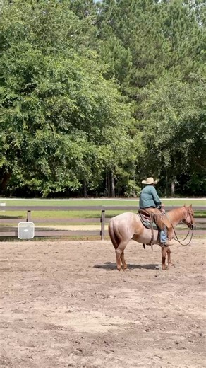 Pat & his horse Trickster working on the flag! ⛳️🐄Just another savvy day at Parelli Landing 📍 Try Discover Parelli for free & Create your own unique horsemanship journey through our online horse training program at community.parelli.com | Parelli Natural Horsemanship
