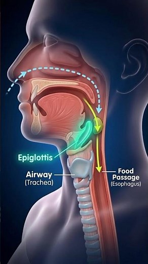 What Does the Epiglottis Do? | The Tiny Flap That Stops You From Choking