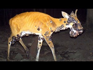 Choses Les Plus Étranges Filmées Par Les Caméras De Chasse