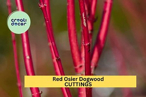 30 Red Osier Dogwood Cuttings – 10" Hardwood Stems for Propagation or Landscaping – Fast Growing Native Shrub – FREE Shipping – USA - Etsy