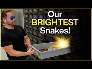 Brightest Ball Python Combos You’ve NEVER Seen (Probably)