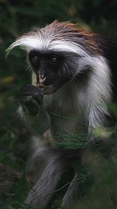 RED COLOBUS 🐒 | Ya los conocías? 🥰 . #jozaniforest #zanzibar #zanzibarisland #redcolobusmonkey #endemico #monito #africa #tanzania #viral #vidasalvaje | Alpha Expeditions