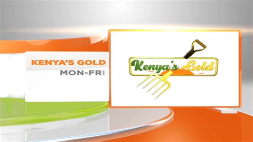 Let’s go to the Maasai community today to learn so much about dairy farming. #kenyasgold | Citizen TV Kenya