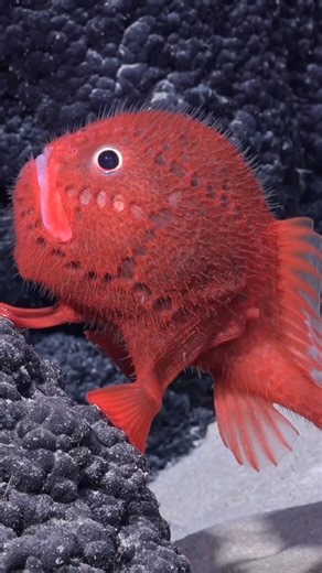 26 reactions | Newly discovered sea toad! . Like and tag an ocean lover in the comments❤ . Shot by @schmidtocean . Follow @scubapilgrim for more! Follow @scubapilgrim for more! . Want to learn Underwater Photography? . Use the link below or in our bio to get a free Underwater Photography course! . bit.ly/Underwaterphotography bit.ly/Underwaterphotography | scubapilgrim | Facebook