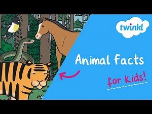 All About Animals for Kids | Fun Facts About Tigers, Polar Bears, Snakes & More! | Twinkl USA