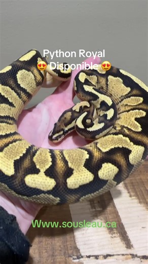 Superbe Python Royal de disponible chez Sousleau Aquarium. #python #pythonroyal #serpent