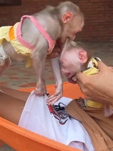 Adorable Baby Monkeys: The Cutest Moments