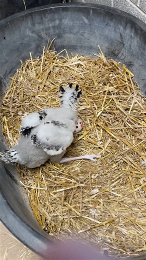 12K views · 252 reactions | with ball skills this good, they should name this chick Larry Bird!  The baby secretary bird is 1-month old and thriving! The keeper team has recently taken the appropriate samples to determine what gender the baby bird is. Follow along as we will announce the name and gender soon!  : Keeper Philip | Abilene Zoo | Facebook