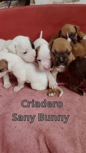 Hermosos bebes Boxer's #cachorros #mascotas #perritos #animales #babydogs
