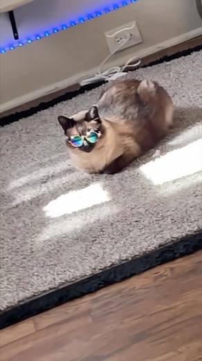 117K views · 10K reactions | Uncanny how good she is. #cat #bap #fyp #catsofinstagram #cats | bap.kat | Facebook