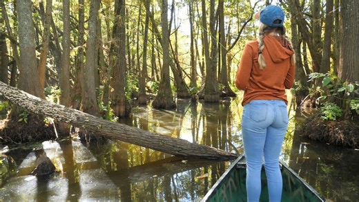 Swamp loaded with big bluegill and red ear fish