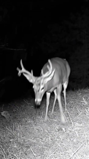 Giant Buck Appears Out of Nowhere #trailcam #wildlife