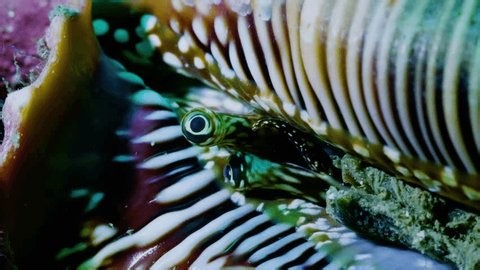 clip-3993163927-watchful-macro-shot-conch-eye-peeking-shell