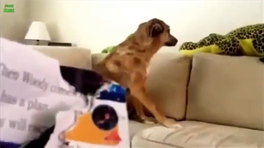 2 Minutes of Funny Animals COMPILATION NEW