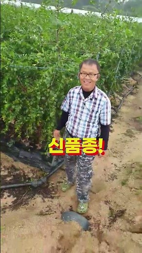 New variety of early maturing jujube, Chuhwang seedlings (010-7399-4761) #Chuhwang #Early maturin...