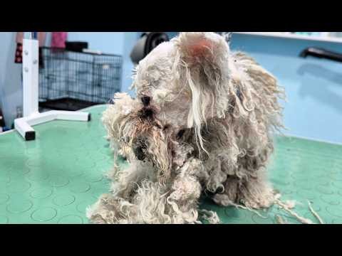 This Dog Gave Us A Hard Time...