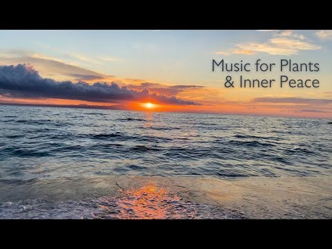 Calming Music for Plant Growth and Relaxation: Healing Waves & Sunrise