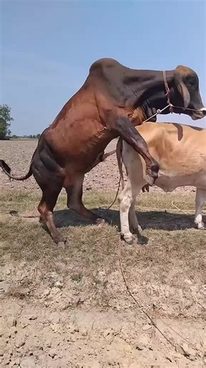 bull meeting#fyp #foryoupage #funny #fypシ゚ #fypp #fouryou