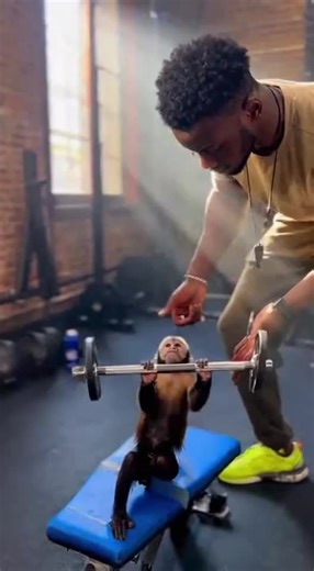 Monkey Hubb (@monkeyhubb_)’s videos with original sound - Monkey Hubb