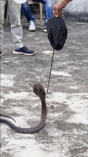 🐍 Fun & Silly Snake Brain Break | | #wildliferescue #cobra #snake