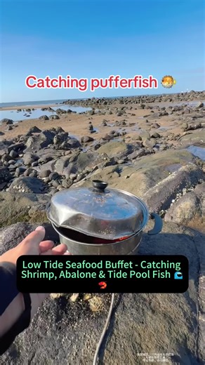 Low Tide Seafood Adventure: Catching Shrimp and Abalone
