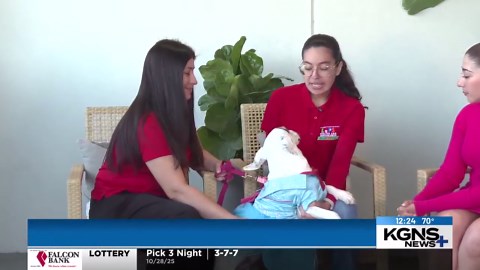 Pet of the Week: Meet Nana, the 1-year-old Basset Hound mix