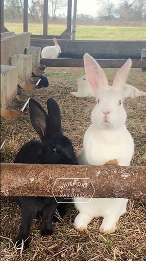 This Farm Is Raising 100000 Animals With Regenerative Agriculture