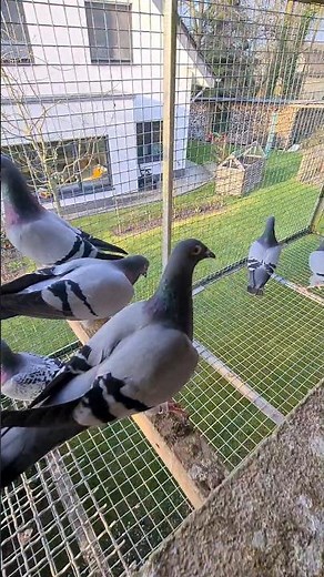 The females are on the nest, the males are fleeing to the aviary. #reels #pigeon #birds #ok