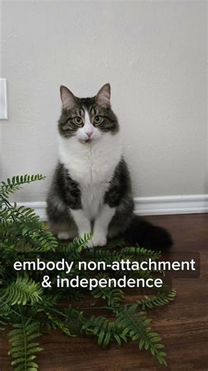 Yoga cats teach us 8 lessons in Zen 🕉