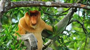 Proboscis monkeys eat salty leaves while they wait for the tide to fall so they can reach their preferred dinner. #DestinationWild | National Geographic Animals