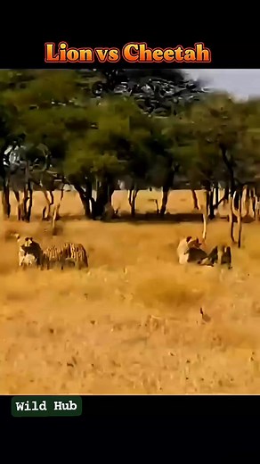 5.7K views · 19 reactions | Lion Hunts Cheetah – Rare Wild Chase! #shorts #lion #cheetah | Wild Hub | Facebook