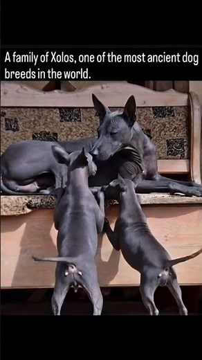 The 3,500-Year-Old Legend: Meet the Xoloitzcuintli)