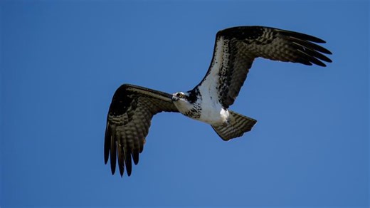 Cornell University BirdCast data highlights bird migration across US