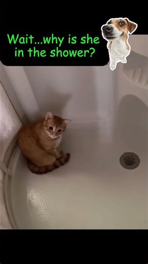 “Kitten Caught in the Shower… Then Closes the Door on Mom 😂🚿” #shorts