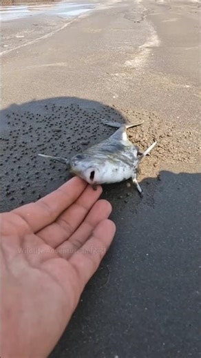 Is that fish still alive? #shorts