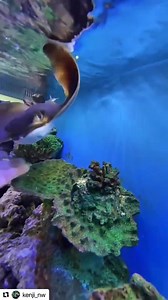 ❤️❤️ Cute Bat Ray ❤️❤️ | AKVARYUM Bilgi Paylasim