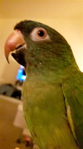 Twinkie the Blue Crown Conure Talking and Shaking His Finger Compilation