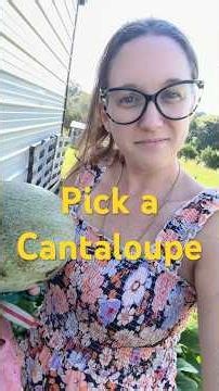 How to pick a cantaloupe ￼ #fruit #howto #garden