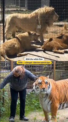Lion vs Tiger: Same 240 kg, Completely Different Physique.