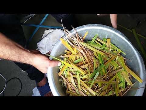 أجمل مذة لي بناء عش الغنذور أوراق النخل le meilleur matériel de construction de nid pour inséparable