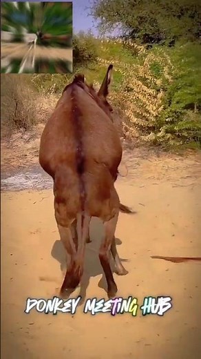 Donkey Hard Meeting 😅 #DonkeyMeetingHub #animals