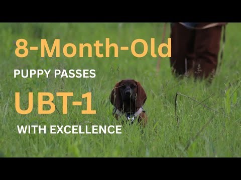 8-Month-Old Tracking Puppy CRUSHES UBT 1 Test With Excellence | Deer Recovery Dog Training