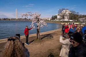 More than 100 iconic cherry trees in Washington are being cut down. So long, Stumpy