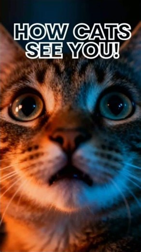 How Your Cat REALLY Sees You 👀🐱