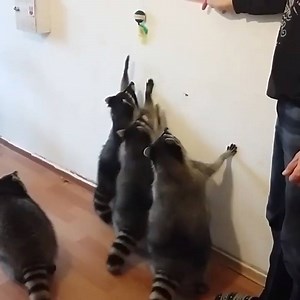 338K views · 559 shares | Fan werden: FUUUUUUUUUU | FUUUUUUUUUU | Facebook