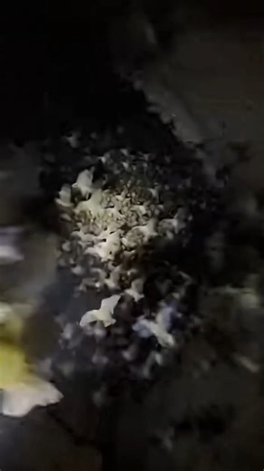 19K views · 36 reactions | Cave Explorers Terrifying Bat Encounter Caught on Camera | Evan Era | Facebook