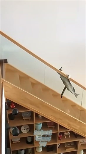 Cats.exe Has Stopped Working on Stairs 📉😹 #shorts