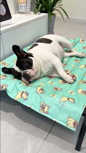 How to Keep Dogs Cool in Summer: Pet Cooling Mat Will Help