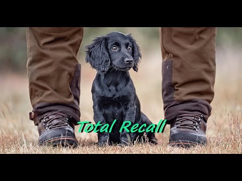 RECALL TRAINING A GUNDOG