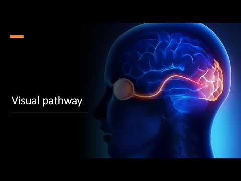 VISUAL PATHWAY part 1 | IN ENGLISH | Visual pathway anatomy | visual field